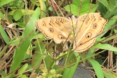 Junonia almana javana