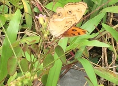 Junonia almana javana