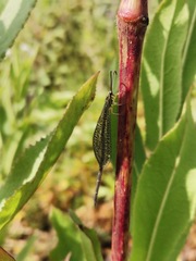 Brachynemurus versutus