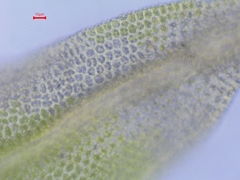 Zygodon viridissimus