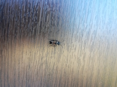 Rhyparochromus vulgaris