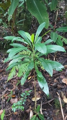 Meryta lanceolata