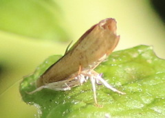 Acrolophinae