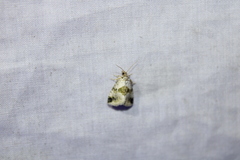 Maliattha synochitis