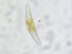 Cymbella