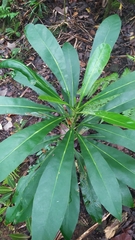 Meryta lanceolata