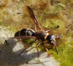 Parancistrocerus fulvipes