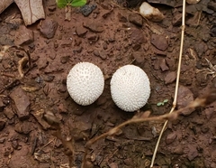 Lycoperdon marginatum