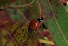 Cycloneda emarginata