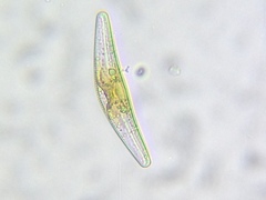 Cymbella