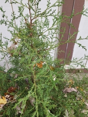 Cupressus