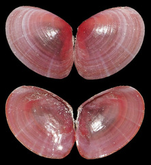 Tellinidae