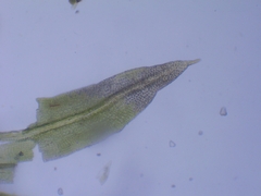 Zygodon viridissimus