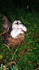 Asterophora parasitica