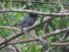 Pachyramphus aglaiae