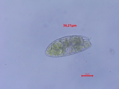 Zygodon viridissimus