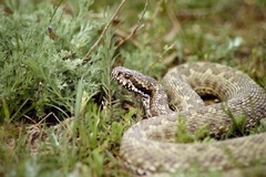Vipera renardi