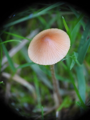Mycena rosella
