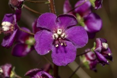 Verbascum phoeniceum