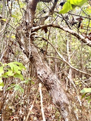 Quercus sinuata