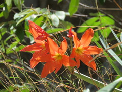 Hippeastrum