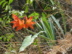 Hippeastrum