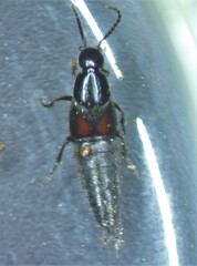 Philonthus cruentatus