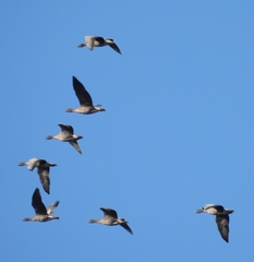 Anser brachyrhynchus