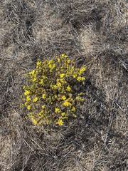 Deinandra corymbosa