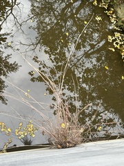 Decodon verticillatus