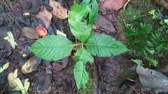 Tarenna sambucina