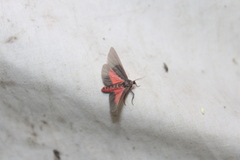 Virbia laeta
