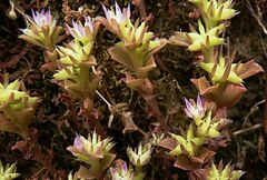 Phedimus stellatus