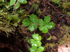 Rubus pedatus