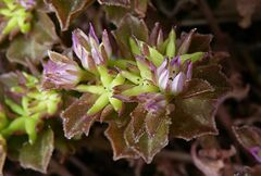 Phedimus stellatus