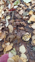 Tricholoma frondosae
