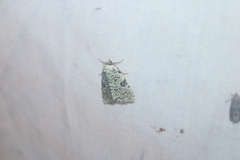 Leuconycta diphteroides