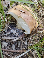 Leucopaxillus gentianeus