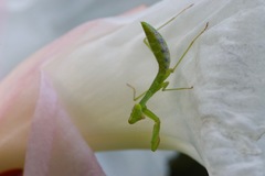 Sphodromantis
