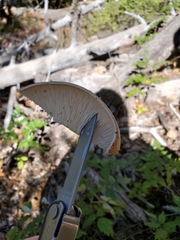 Leucopaxillus gentianeus