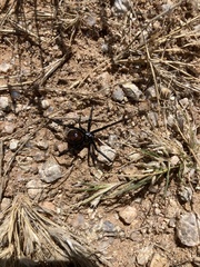 Latrodectus