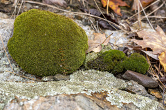Leucobryum glaucum
