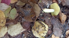 Tricholoma frondosae