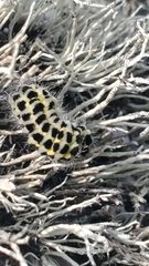 Zygaena filipendulae