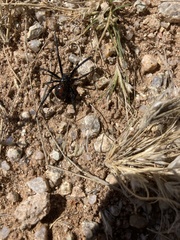 Latrodectus