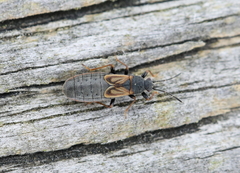 Ischnodemus sabuleti
