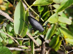 Tenebrioninae