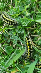 Zygaena filipendulae