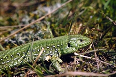 Lacerta agilis exigua