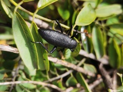 Tenebrioninae